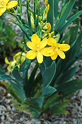 Hello Yellow Blackberry Lily (Belamcanda chinensis 'Hello Yellow') at Lurvey Garden Center