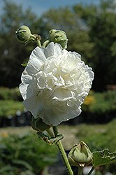 Chater's Double White Hollyhock (Alcea rosea 'Chater's Double White') at Lurvey Garden Center