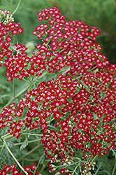 Red Beauty Yarrow (Achillea millefolium 'Red Beauty') at Lurvey Garden Center