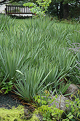 Adam's Needle (Yucca filamentosa) at Lurvey Garden Center