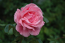 Queen Elizabeth Rose (Rosa 'Queen Elizabeth') at Lurvey Garden Center