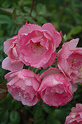 Simplicity Rose (Rosa 'Simplicity') at Lurvey Garden Center
