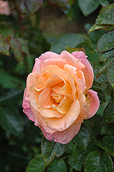 Day Breaker Rose (Rosa 'Day Breaker') at Lurvey Garden Center