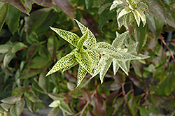 Kumson Forsythia (Forsythia viridissima 'Kumson') at Lurvey Garden Center