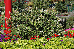 Compact Pee Gee Hydrangea (Hydrangea paniculata 'Pee Gee Compact') at Lurvey Garden Center