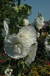 Powderpuff White Hollyhock (Alcea rosea 'Powderpuff White') at Lurvey Garden Center