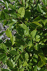 Jim Dandy Winterberry (Ilex verticillata 'Jim Dandy') at Lurvey Garden Center