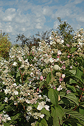 Tardiva Hydrangea (Hydrangea paniculata 'Tardiva') at Lurvey Garden Center