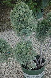 Hetz Blue Juniper (pom pom) (Juniperus chinensis 'Hetz Blue (pom pom)') at Lurvey Garden Center