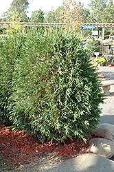 Techny Globe Arborvitae (Thuja occidentalis 'Techny Globe') at Lurvey Garden Center