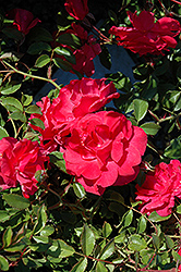 Electric Blanket Rose (Rosa 'Electric Blanket') at Lurvey Garden Center