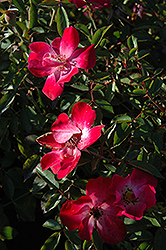 Good n' Plenty Rose (Rosa 'Good n' Plenty') at Lurvey Garden Center