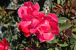 Pink Knock Out Rose (Rosa 'Radcon') at Lurvey Garden Center
