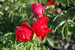 Flower Carpet Scarlet Rose (Rosa 'Flower Carpet Scarlet') at Lurvey Garden Center