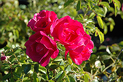 Flower Carpet Pink Rose (Rosa 'Flower Carpet Pink') at Lurvey Garden Center