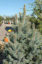 Iseli Fastigiate Spruce (Picea pungens 'Iseli Fastigiata') at Lurvey Garden Center
