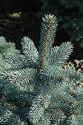 Baby Blue Eyes Spruce (Picea pungens 'Baby Blue Eyes') at Lurvey Garden Center