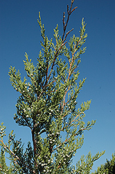 Hetz Columnar Juniper (Juniperus chinensis 'Hetz Columnar') at Lurvey Garden Center