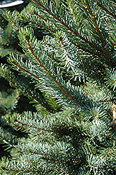 Bruns Spruce (Picea omorika 'Bruns') at Lurvey Garden Center