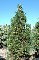 Columnar Mugo Pine (Pinus mugo 'Columnaris') at Lurvey Garden Center