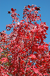 Northwood Red Maple (Acer rubrum 'Northwood') at Lurvey Garden Center