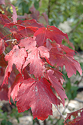 Scarlet Jewel Red Maple (Acer rubrum 'Bailcraig') at Lurvey Garden Center