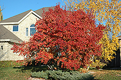 Red Rhapsody Amur Maple (Acer ginnala 'Mondy') at Lurvey Garden Center