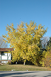 Kenora Silver Maple (Acer saccharinum 'Kenora') at Lurvey Garden Center