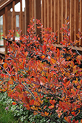 Autumn Magic Black Chokeberry (Aronia melanocarpa 'Autumn Magic') at Lurvey Garden Center