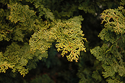 Slender Hinoki Falsecypress (Chamaecyparis obtusa 'Gracilis') at Lurvey Garden Center