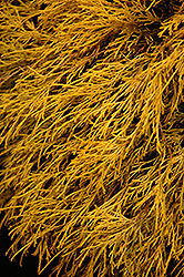 Lemon Thread Falsecypress (Chamaecyparis pisifera 'Lemon Thread') at Lurvey Garden Center
