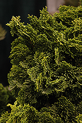 Dwarf Hinoki Falsecypress (Chamaecyparis obtusa 'Nana Gracilis') at Lurvey Garden Center