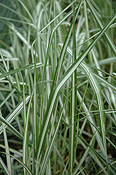Avalanche Reed Grass (Calamagrostis x acutiflora 'Avalanche') at Lurvey Garden Center