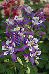 Winky Blue And White Columbine (Aquilegia 'Winky Blue And White') at Lurvey Garden Center