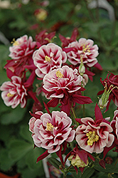 Double Red And White Columbine (Aquilegia vulgaris 'Double Red And White') at Lurvey Garden Center
