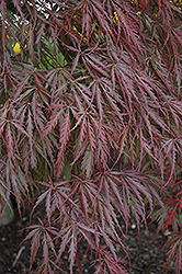 Tamukeyama Japanese Maple (Acer palmatum 'Tamukeyama') at Lurvey Garden Center