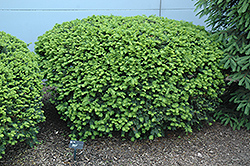 Densiformis Yew (Taxus x media 'Densiformis') at Lurvey Garden Center