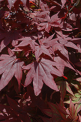 Oshio Beni Japanese Maple (Acer palmatum 'Oshio Beni') at Lurvey Garden Center