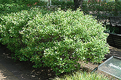 Jim Dandy Winterberry (Ilex verticillata 'Jim Dandy') at Lurvey Garden Center