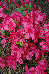 Mother's Day Azalea (Rhododendron 'Mother's Day') at Lurvey Garden Center