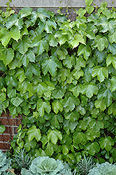 Veitch Boston Ivy (Parthenocissus tricuspidata 'Veitchii') at Lurvey Garden Center