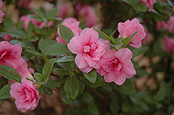 Rosebud Azalea (Rhododendron 'Rosebud') at Lurvey Garden Center