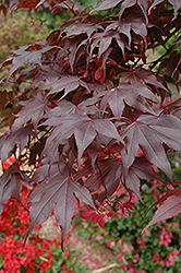 Bloodgood Japanese Maple (Acer palmatum 'Bloodgood') at Lurvey Garden Center
