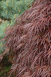 Red Select Cutleaf Japanese Maple (Acer palmatum 'Dissectum Red Select') at Lurvey Garden Center