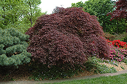 Red Select Cutleaf Japanese Maple (Acer palmatum 'Dissectum Red Select') at Lurvey Garden Center