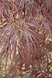 Garnet Cutleaf Japanese Maple (Acer palmatum 'Garnet') at Lurvey Garden Center