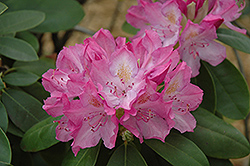 English Roseum Rhododendron (Rhododendron catawbiense 'English Roseum') at Lurvey Garden Center