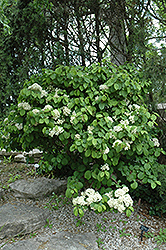 Newport Doublefile Viburnum (Viburnum plicatum 'Newzam') at Lurvey Garden Center