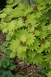 Golden Fullmoon Maple (Acer japonicum 'Aureum') at Lurvey Garden Center