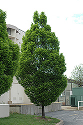 Pyramidal European Hornbeam (Carpinus betulus 'Fastigiata') at Lurvey Garden Center